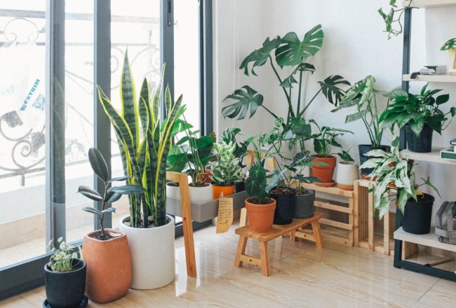 Benefits of Houseplants