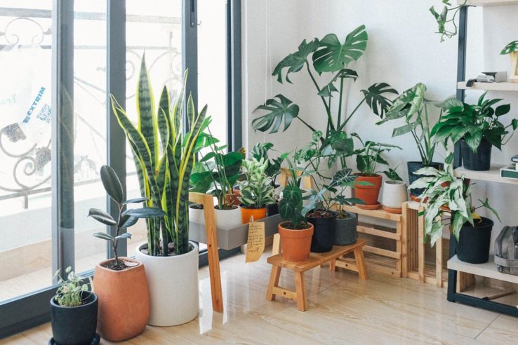 Benefits of Houseplants