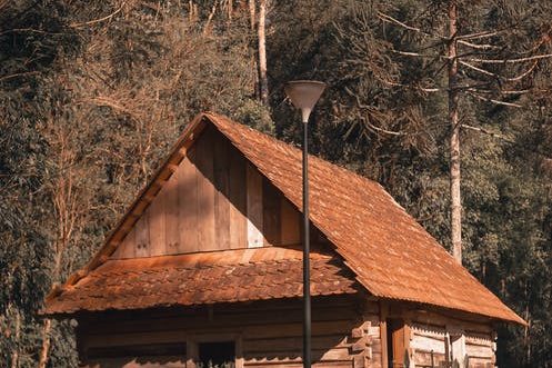 Understanding Tree Removal